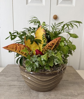 Ceramic Dish Garden 10 Inch from Aladdin's Floral in Idaho Falls